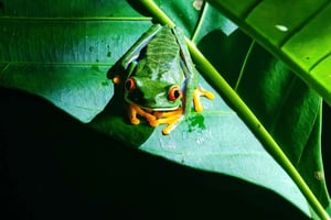 Increible Caminata Nocturna en Tortuguero