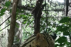 Bijagua, Guanacaste: Wanderung zum Wasserfall, Las Pumas, Frösche und Faultiere