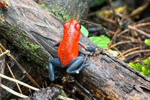 Bijagua : excursion en kayak et sentiers dans la forêt tropicale