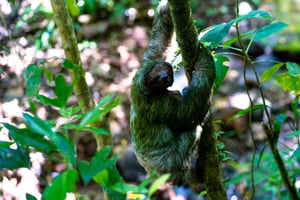 Bijagua: Self-Drive Rainforest Sloth Encounter & Farm Tour