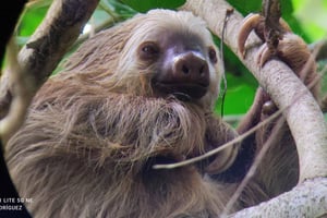 Cahuita: Patikointi ja villieläinten retki