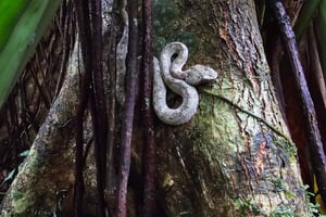 Cahuita nasjonalpark: episk guidet fottur i små grupper (maks. 10)