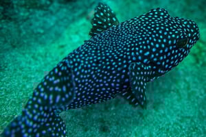 Excursión de snorkel a la Isla del Cano desde Uvita