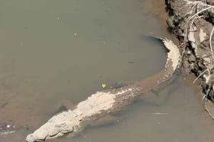 Cararan kansallispuisto ja rantarelax-tour San Josésta (kaikki sisältyy hintaan)