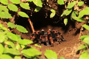 Cloud Forest Night Walk