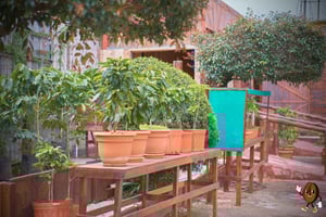 Coffee Tour with Tasting on the slopes of the Poas Volcano