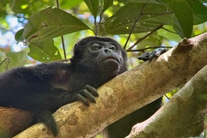 Von Puerto Jimenez aus: Ganztagestour durch den Corcovado-Nationalpark
