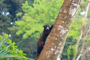 Corcovado National Park- Sirena/San Pedrillo Station - 1 Day