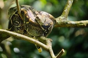 Puerto Jimenez: Corcovado National Park Sirena Day Tour All-Inclusive.