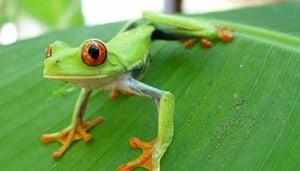 Costa Ballena Travel