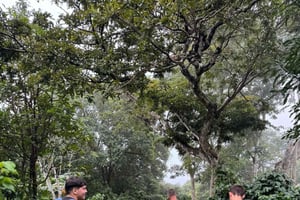 Costa Rica: Coffee Tour with Coffee Tasting