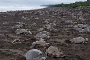 Costa Rica : Des centaines de milliers de tortues de mer olivâtres