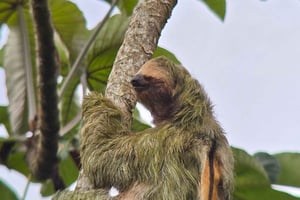 Costa Rica: dovendyr-tur i Juan Castro Blanco Nationalpark