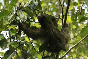 Costa Rica: Sloth tour and Coffee, Chocolate, and Sugarcane