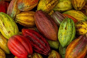 La Fortuna: Don Juan Arenal Coffee and Chocolate Tour