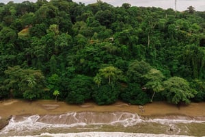 Drake Bay: Fågelskådning, över 350 arter som Scarlet Macaws