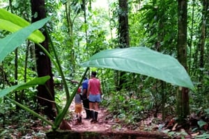 Drake Bay: Wanderung zum Corcovado mit Mittagessen