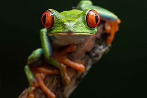 Drake Bay: Nattvandring, rödeyda trädgrodor, kinkajou