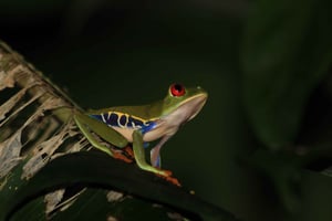 Drake Bay - Passeio noturno a pé