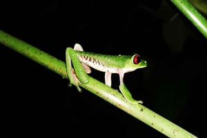 Ruta de senderismo nocturna por la selva en Drake Bay