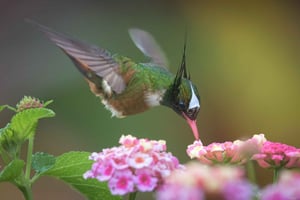 Esquipulas: Fågelskådning i Manuel Antonio