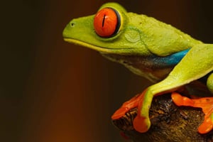 Fortuna: passeio noturno pela floresta tropical do vulcão Arenal (privado)