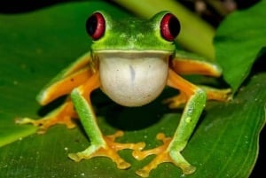 Manuel Antonio: Park Night Tour with Dinner