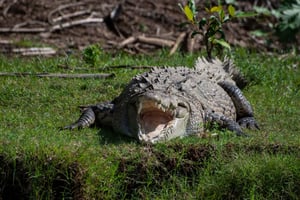 Desde San José: Parque Nacional de Carara y Excursión al Río Tárcoles