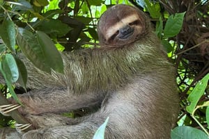 De San José au parc national Manuel Antonio visite guidée