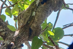 Gandoca: rejs wycieczkowy po lagunie Ramsar z obserwacją dzikiej przyrody