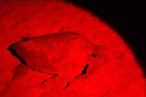 Green Sea Turtle Nesting Tour