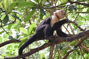 Guanacaste: Palo Verde Wildlife Safari-boottocht