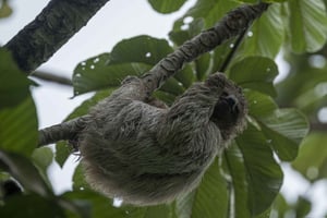 Guanacaste: Sloth Observation & Coffee Tour