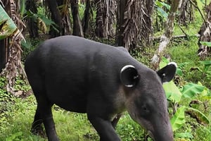 Taattu tapiirintarkkailu Río Celestessä ja Tenorion tulivuorella