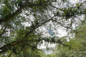 Guatuso: rejs wycieczkowy po Río Frío z przekąskami