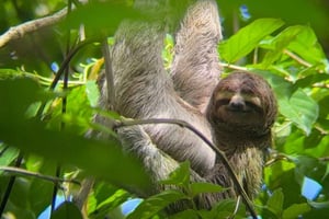 Guided hike through the Manuel Antonio jungle with optical equipment.