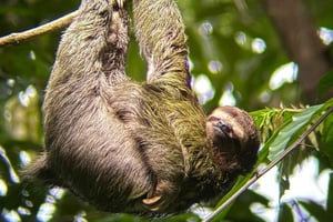 Guidad tur i djungeln i Manuel Antonio nationalpark.
