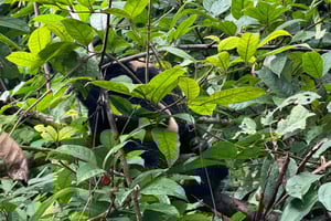 Экскурсия на каноэ по джунглям