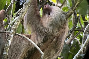 Ла-Фортуна: экскурсия с гидом по ленивцам и обезьянам Аренала