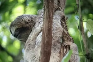 La Fortuna: Bogarin Trail Sloth-Watching Tour with Guide