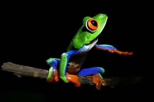 La Fortuna: Chocolate tour and Night walk Don Juan Arenal