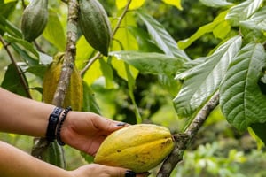 La Fortuna: Coffee, Honey & Chocolate Tour