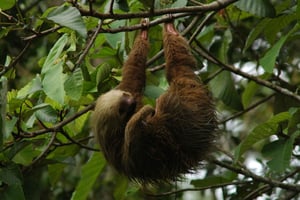 La Fortuna: Guided Twilight Wildlife Safari