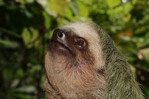 La Fortuna: Private Tour zum Vulkan Arenal