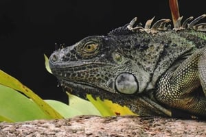 La Fortuna: Rainforest Nature Hike with Guide