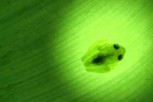 La Fortuna, nattvandring i regnskogen för att rädda flora och fauna