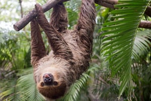 La Fortuna, ekotur för att se sengångare
