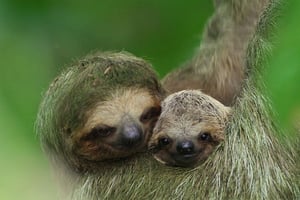 La Fortuna: Sloth Tour in the Wild