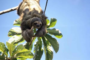 La Fortuna: Sloth Watching Tour with Butterfly Conservatory