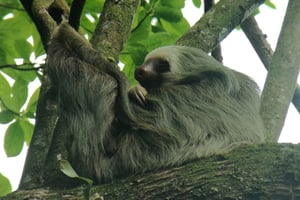 La Fortuna: Экскурсия по наблюдению за ленивцами
